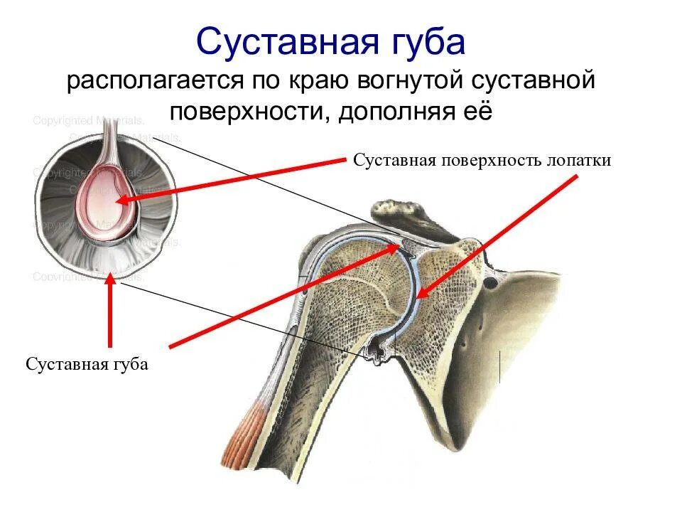 Ротаторная манжета плечевого сустава анатомия. Плечевой сустав анатомия строение кости. Повреждение роторного манжета плечевого сустава. Ротаторная манжета плечевого сустава мышцы.