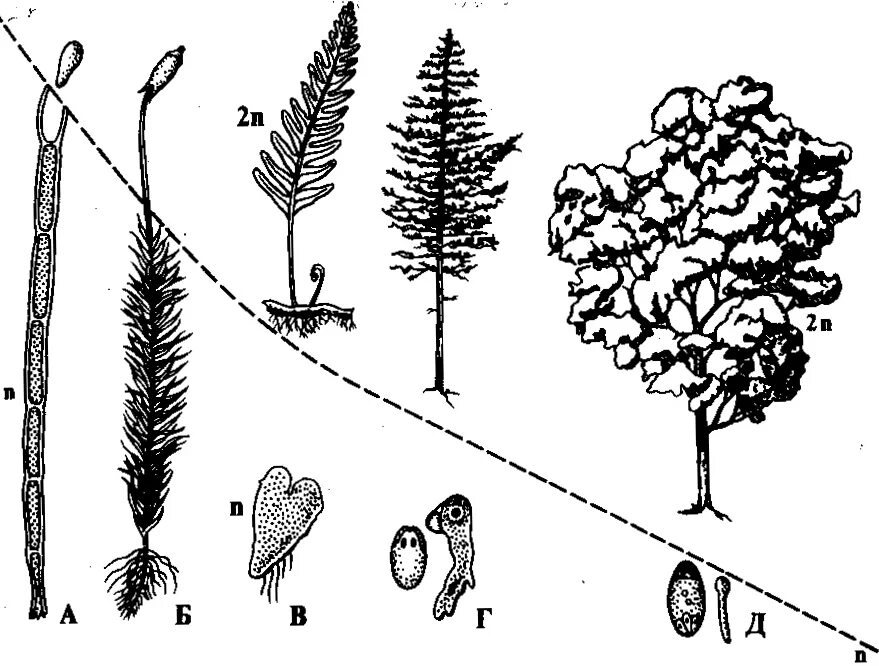Жизненный цикл мха с плоидностями. Жизненный цикл растений схемы Кукушкина мха. Плоидность споры мха. Схема эволюционных изменений растений. Гаметофит обоеполый