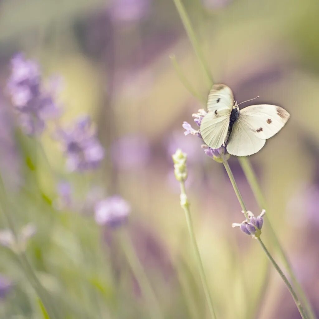 Нежность бабочки. Нежность природа. Лето цветы макро. Фон бабочки. Легкость нежность