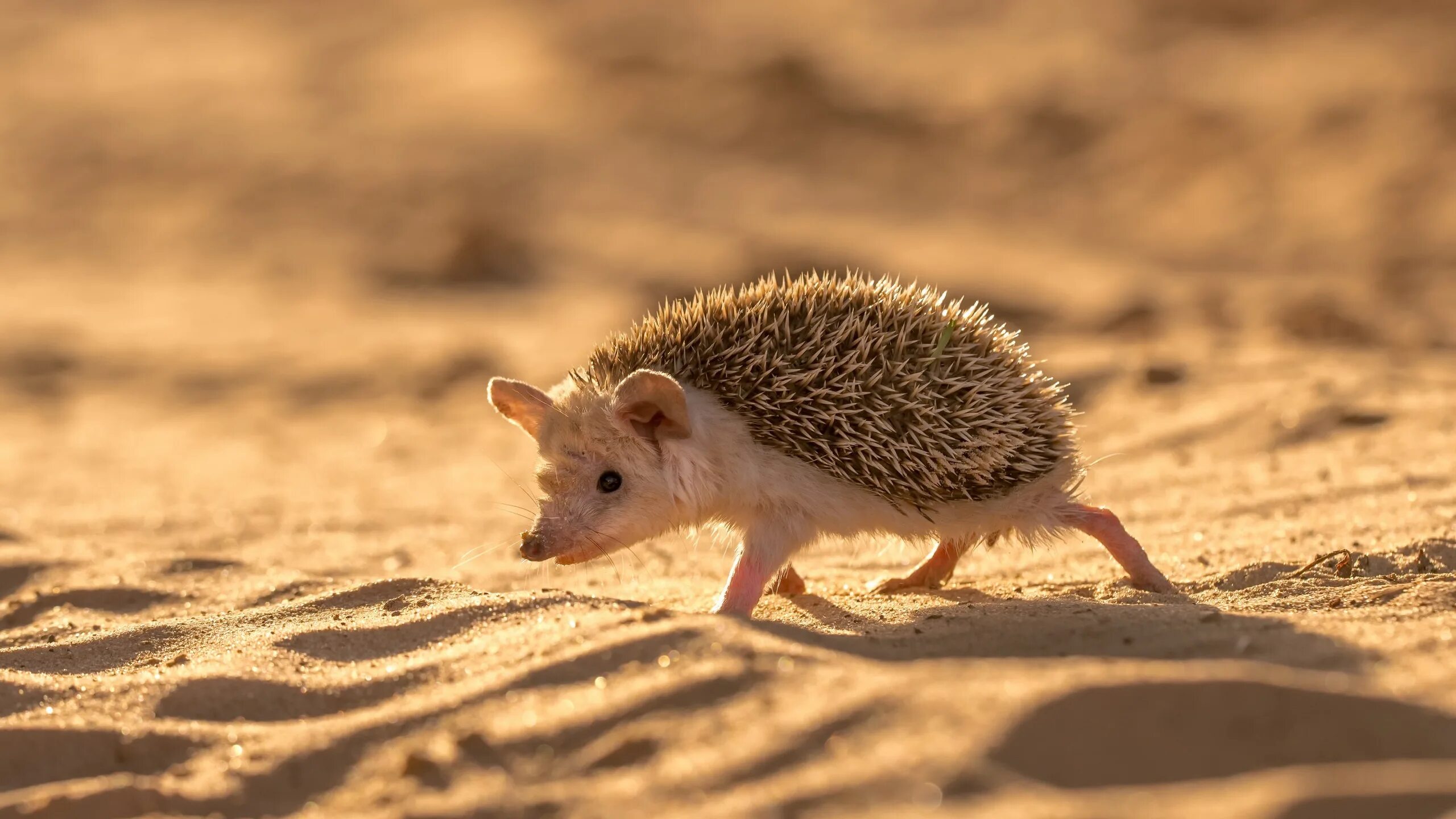 Эфиопский ушастый еж. Ушастый ежик. Усатый еж. Ушастый еж туркменистан. Ушастый ёж альбинос.