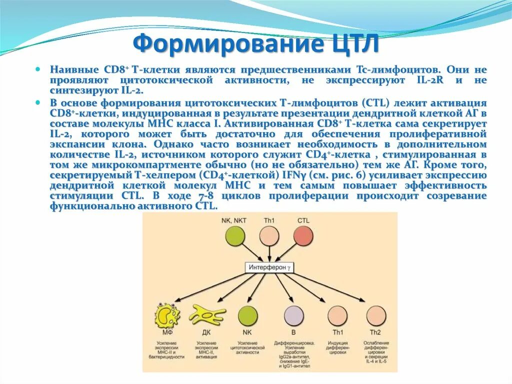 Иммунология на службе здоровья конспект кратко. Иммунология на службе здоровья конспект кратко