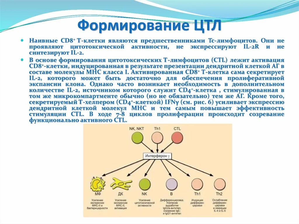 Иммунология презентация. Эффекторные клетки иммунной системы. Типы рецепции гормонов клетками мишенями. Цитотоксические т-лимфоциты. Эффекторные т клетки