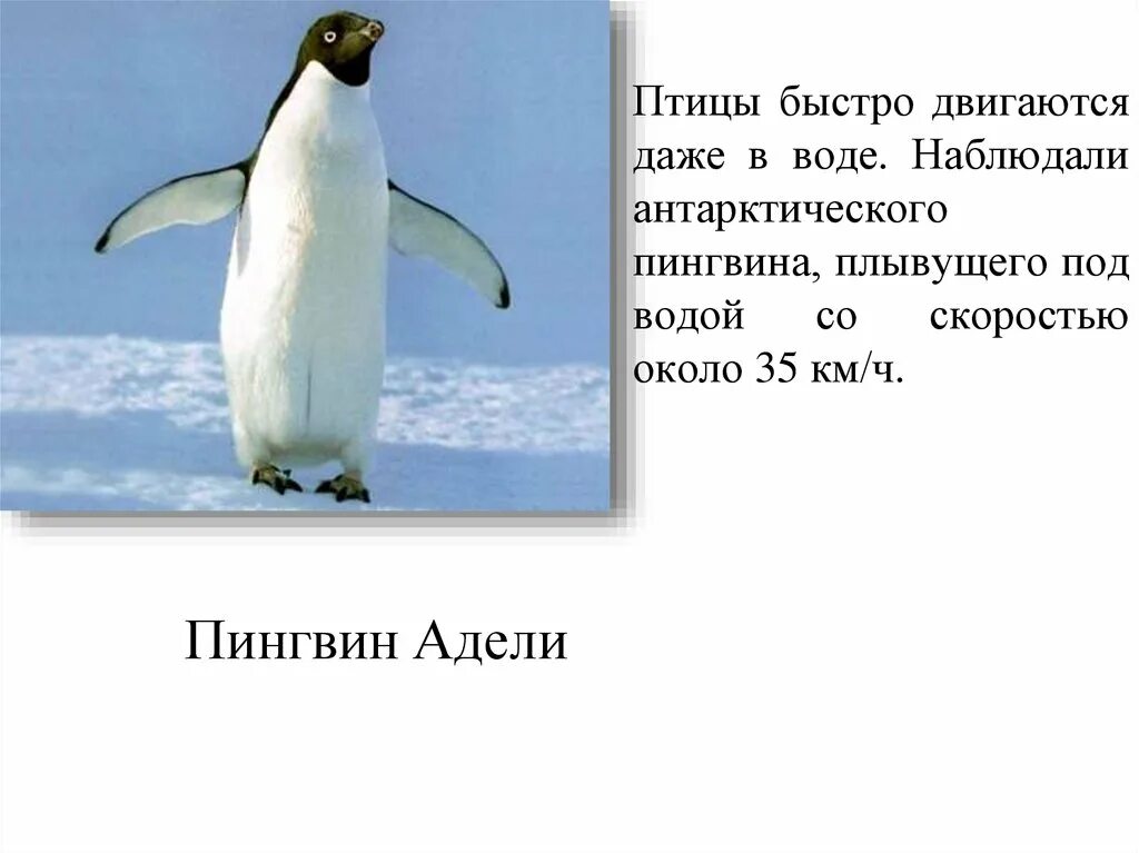 Какую скорость развивает пингвин. Пингвин плавает. скорость пингвина под водой. скорость плавания пингвина. пингвины передвигаются.