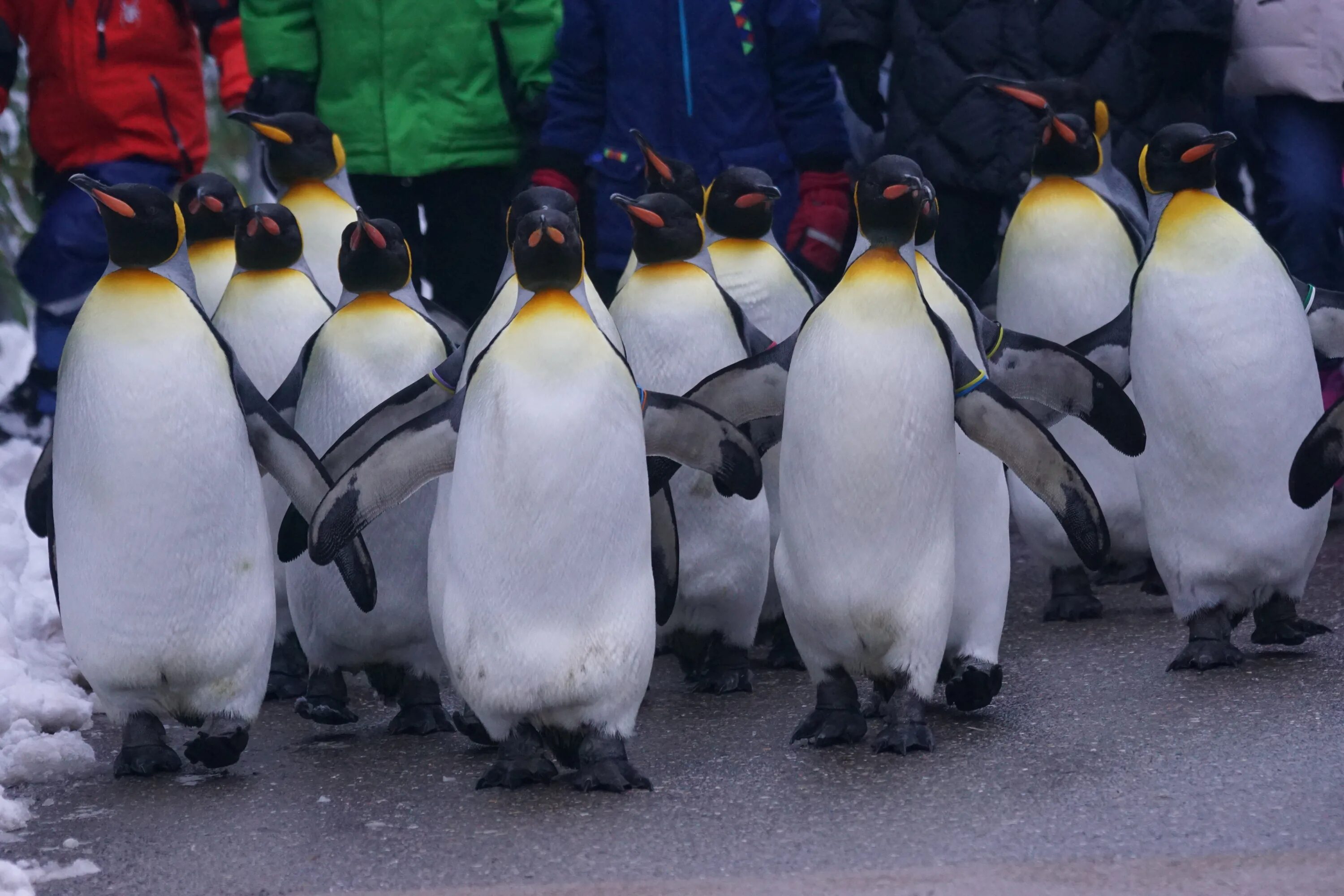 Среди пингвинов есть и драчуны найти глагол. Пингвины в Антарктиде. Королевский Пингвин. Белый Пингвин. Пингвин в городе.