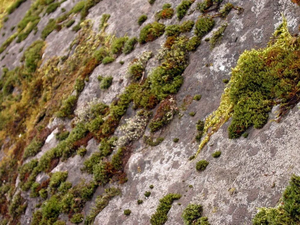 мхи и лишайники на камнях. скала и мох. мхи и лишайники камчатки. шотландия highlands. скала поросшая мхом.