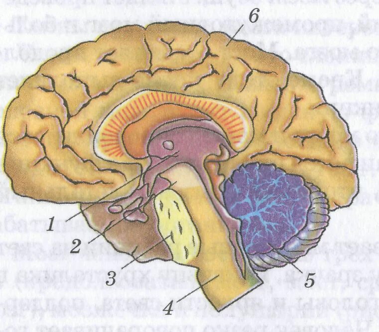 Рисунок мозга биология 8 класс. Структуры головного мозга биология 8 класс. Головной мозг биология 8 класс. Строение головного мозга биология 8. Отделы головного мозга рисунок 8 класс биология.