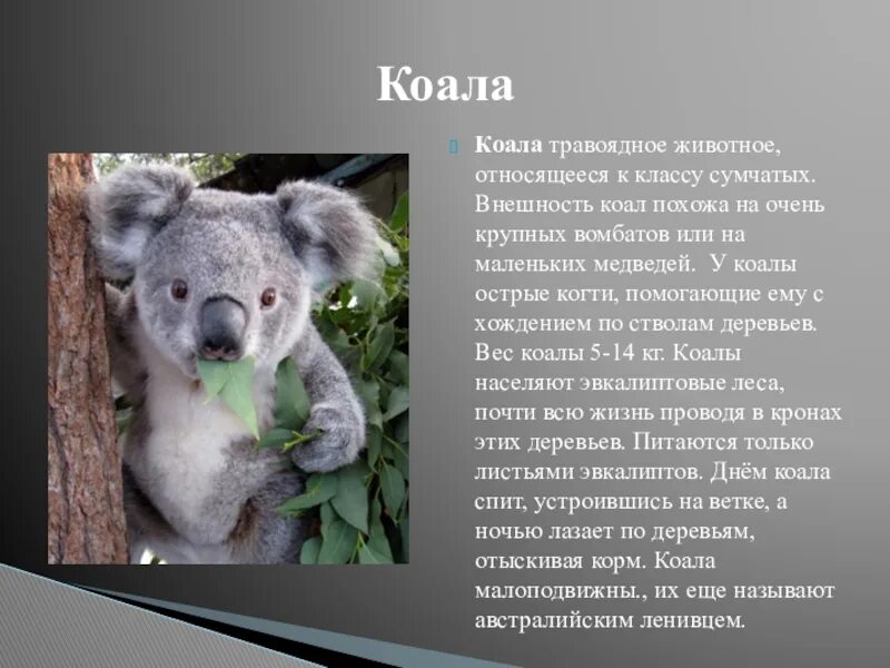Коала сообщение 7 класс. Ареал обитания коал. коала интересное для детей. коала описание животного. животное похоже на коала.