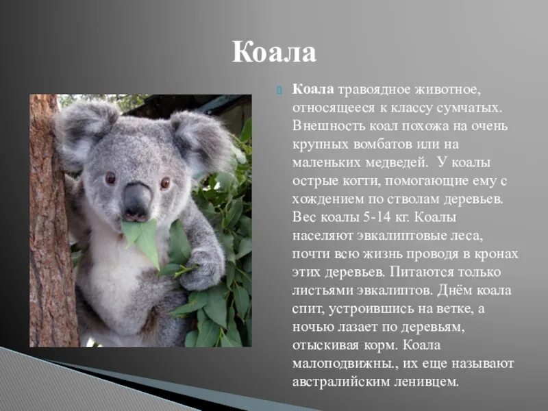 Коала ареал обитания. Коала интересное для детей. Коала описание. Животное похоже на коалу. Сделай коалу