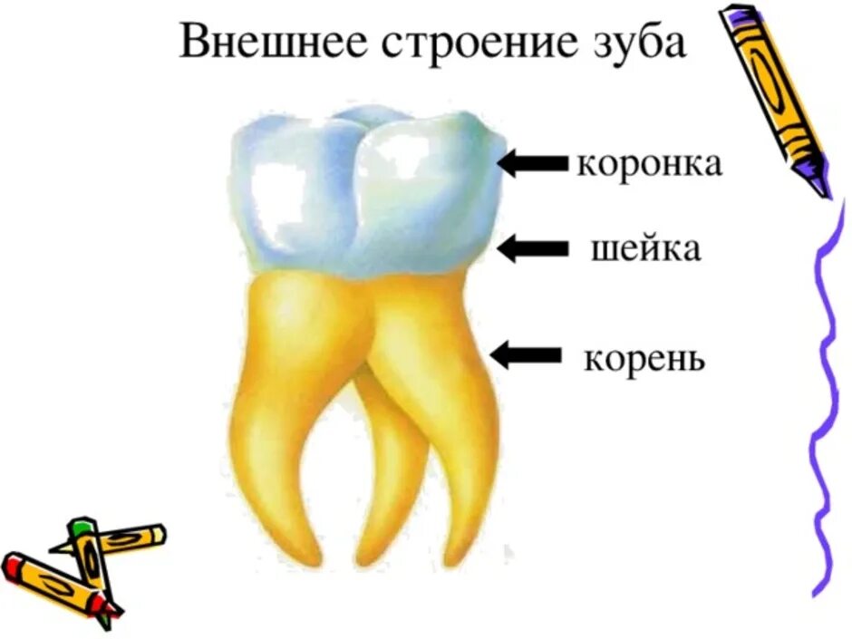 Картинка зубы человека