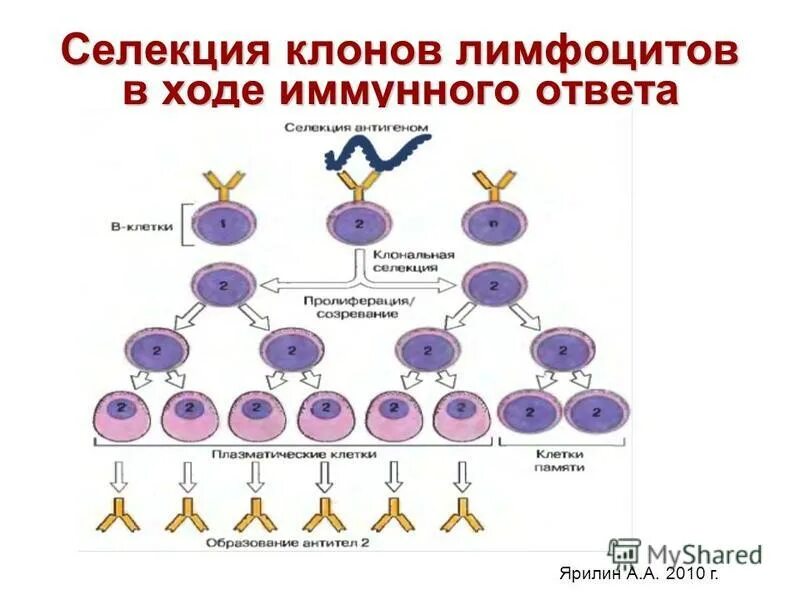 Этапы адаптивного иммунного ответа. Ход иммунного ответа. Ход иммунного ответа. Ход иммунного ответа. Ход иммунного ответа.