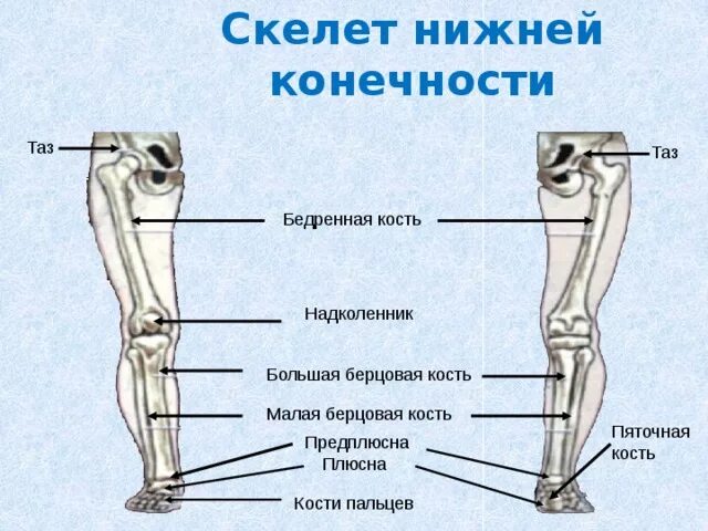 С какими костями соединяется бедренная кость. Малая берцовая кость нижней конечности. Бедренная кость и большая берцовая соединение. Соединение костей скелета нижней конечности. Скелет нижней конечности бедро.