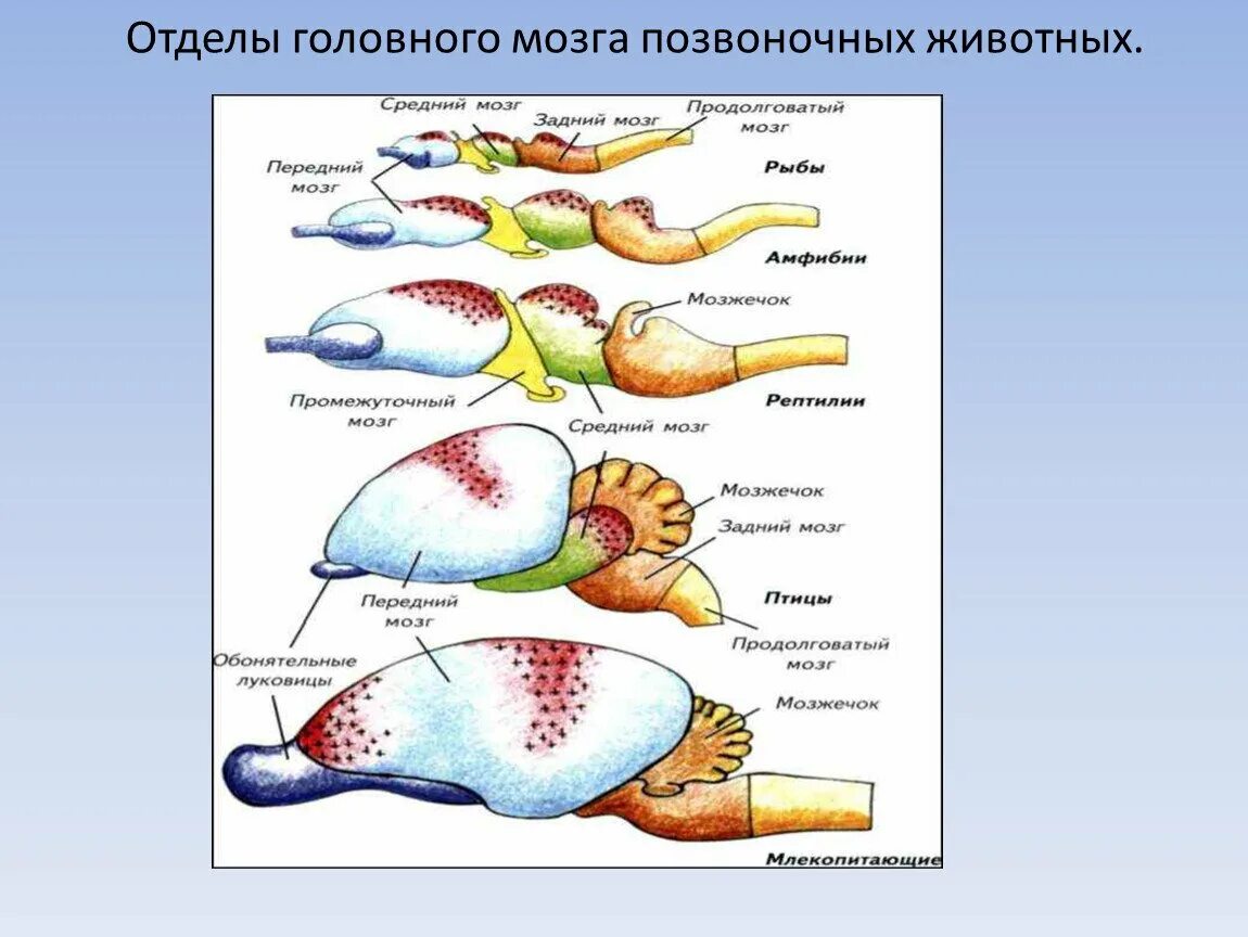 Строение головного мозга животного соответствует следующему описанию. Строение головного мозга классов позвоночных животных. строение головного мозга хордовых животных таблица. эволюция мозга хордовых животных. схемы строения головного мозга позвоночных животных.