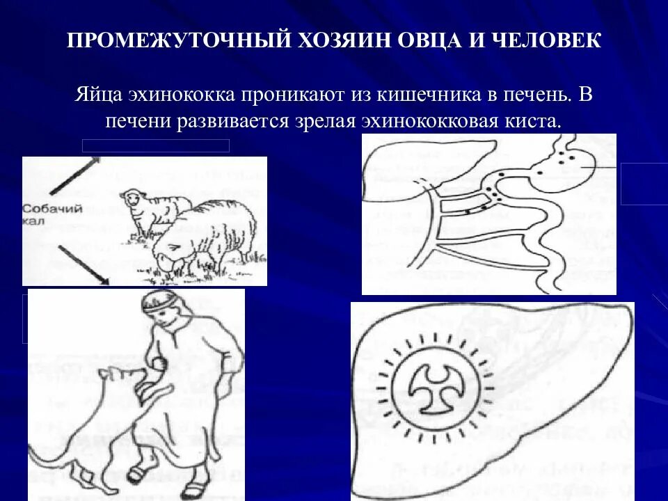 Промежуточный и основной хозяин человек. Эхинококк промежуточный хозяин. Человек промежуточный хозяин для. Промежуточный хозяин в эхинококка промежуточный. Эхинококк человек промежуточный хозяин.