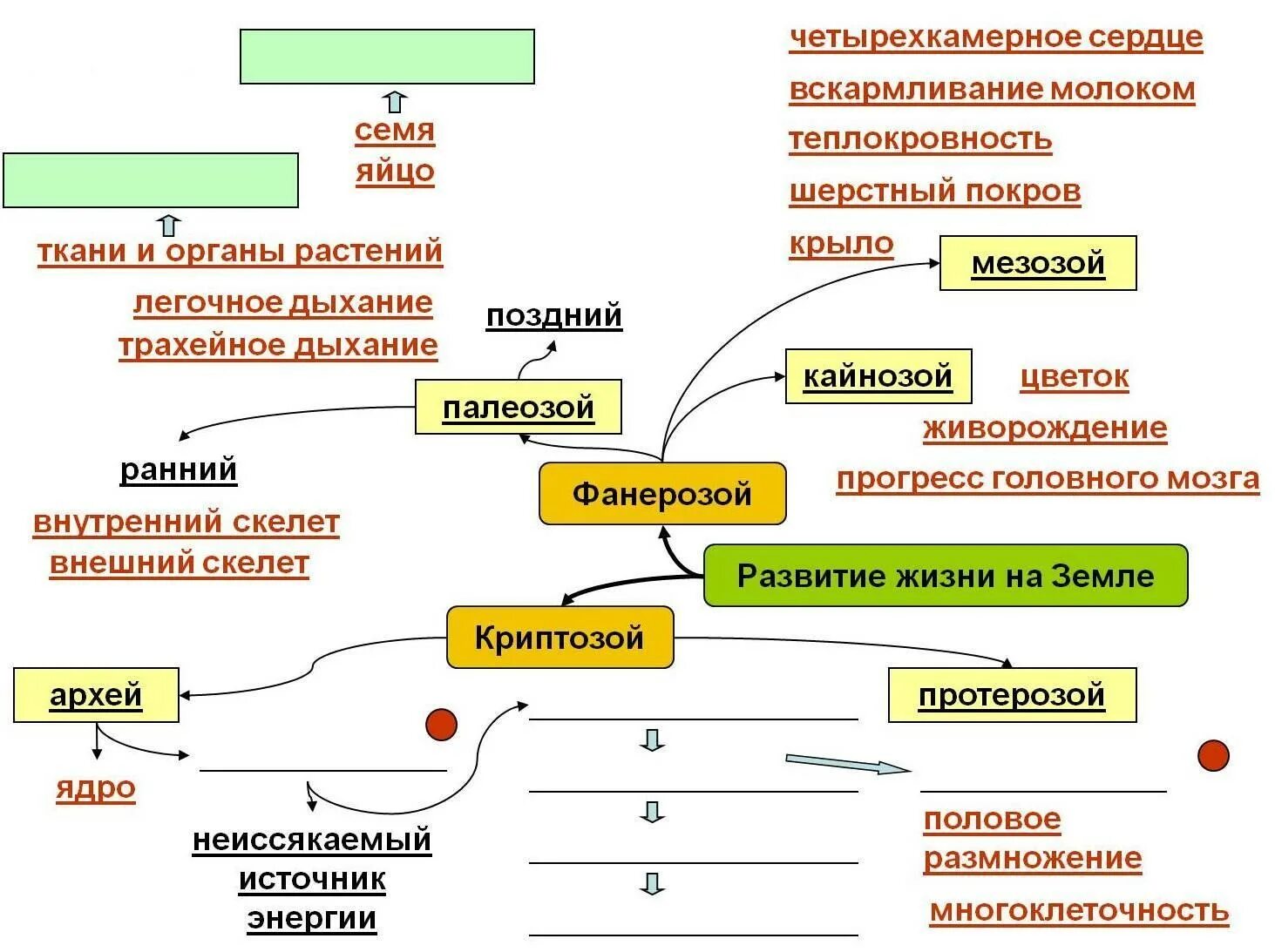 Схема этапов развития жизни. Начальные этапы развития жизни схема. Этапы развития биологии схема. Этапы развития земли схема. Основные этапы эволюция жизни