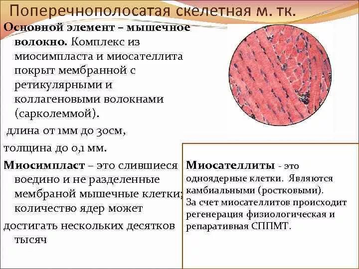 Поперечнополосатая Скелетная мышечная гистология. Сократительный аппарат мышечного волокна гистология. Поперечно полосатое мышечное волокно гистология. Строение скелетной поперечно-полосатой мышцы. Поперечнополосатая скелетная мышечная ткань функция