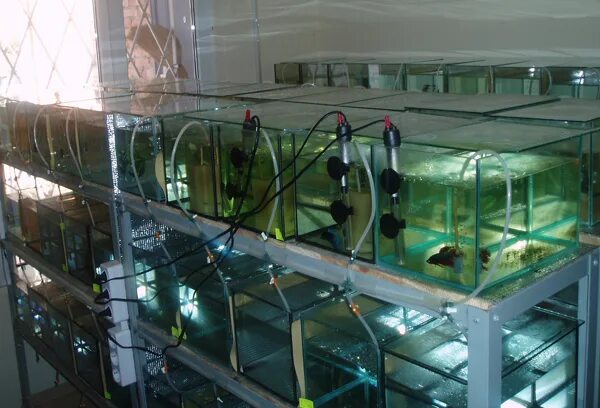 Разведение аквариума. Тернеция мальки. Разводня аквариумных рыб. Инкубатор отсадник hopar. Отсадник для аквариума.