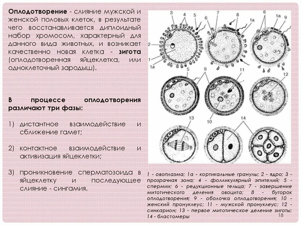 Составляющие оплодотворения. Составляющие оплодотворения