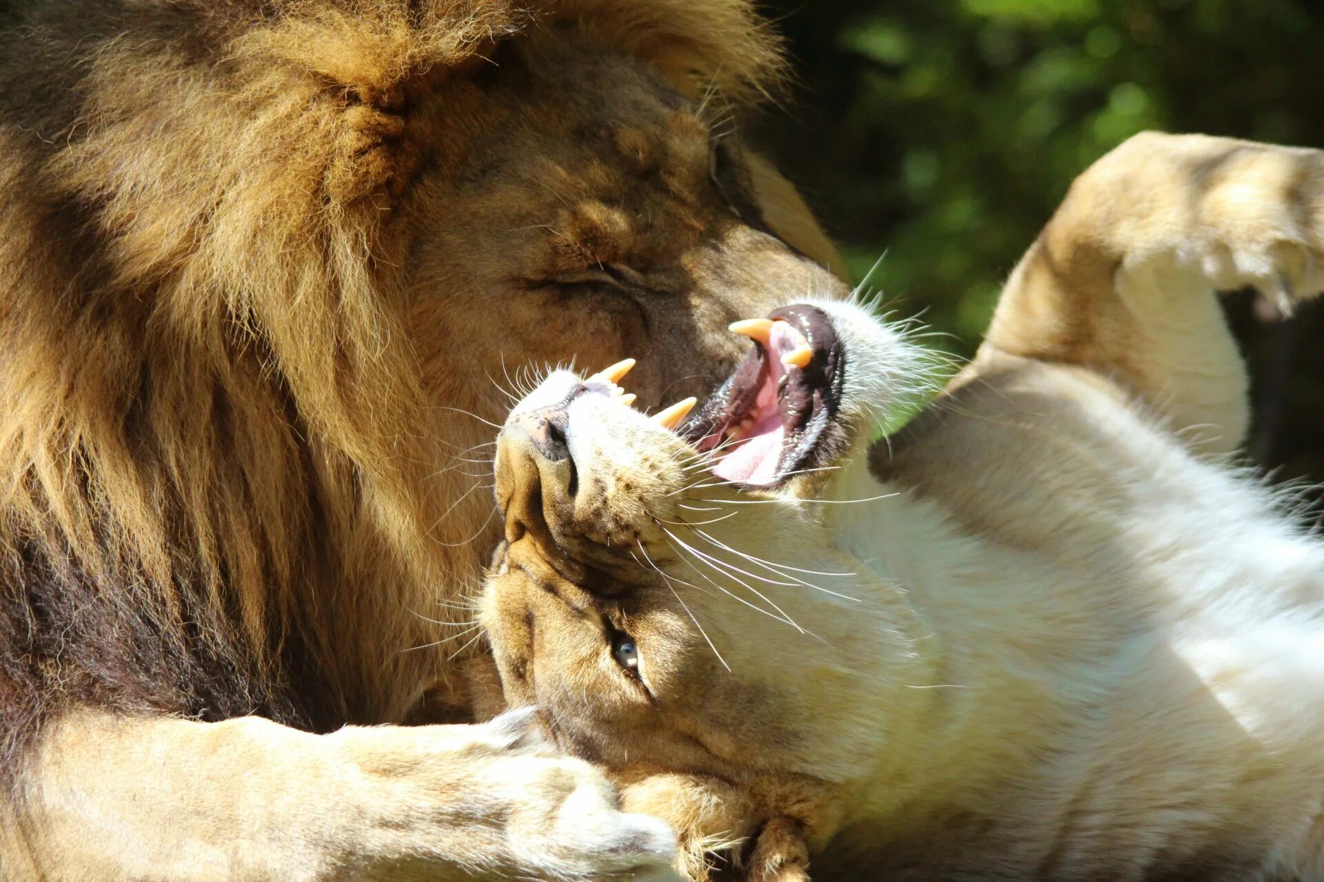 Любовь животных. Львица. Лев и львица любовь. Лев.
