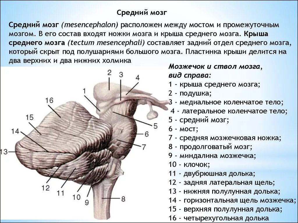 Средний мозг анатомия наружное строение. Отделы среднего мозга анатомия. Анатомические структуры среднего мозга. Четверохолмие и ножки мозга строение.