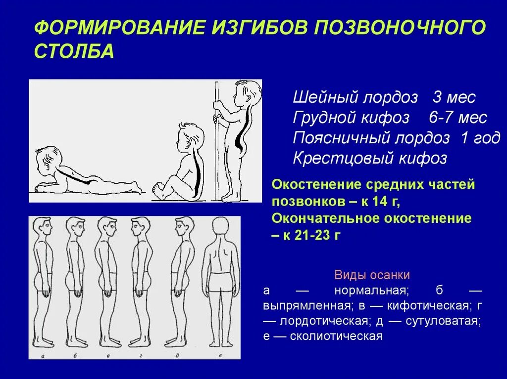 Сроки формирования изгибов позвоночника. Формирование изгибов позвоночного столба. Формирование физиологических изгибов позвоночника. Этапы формирования изгибов позвоночника. Изгибы позвоночника у детей