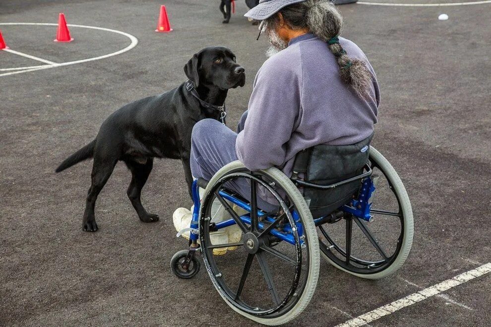 Dog work. Собака инвалид. Собаки помощники инвалидов. Собаки помогают людям с ограниченными возможностями. Помощники для людей с ограниченными возможностями собаки.