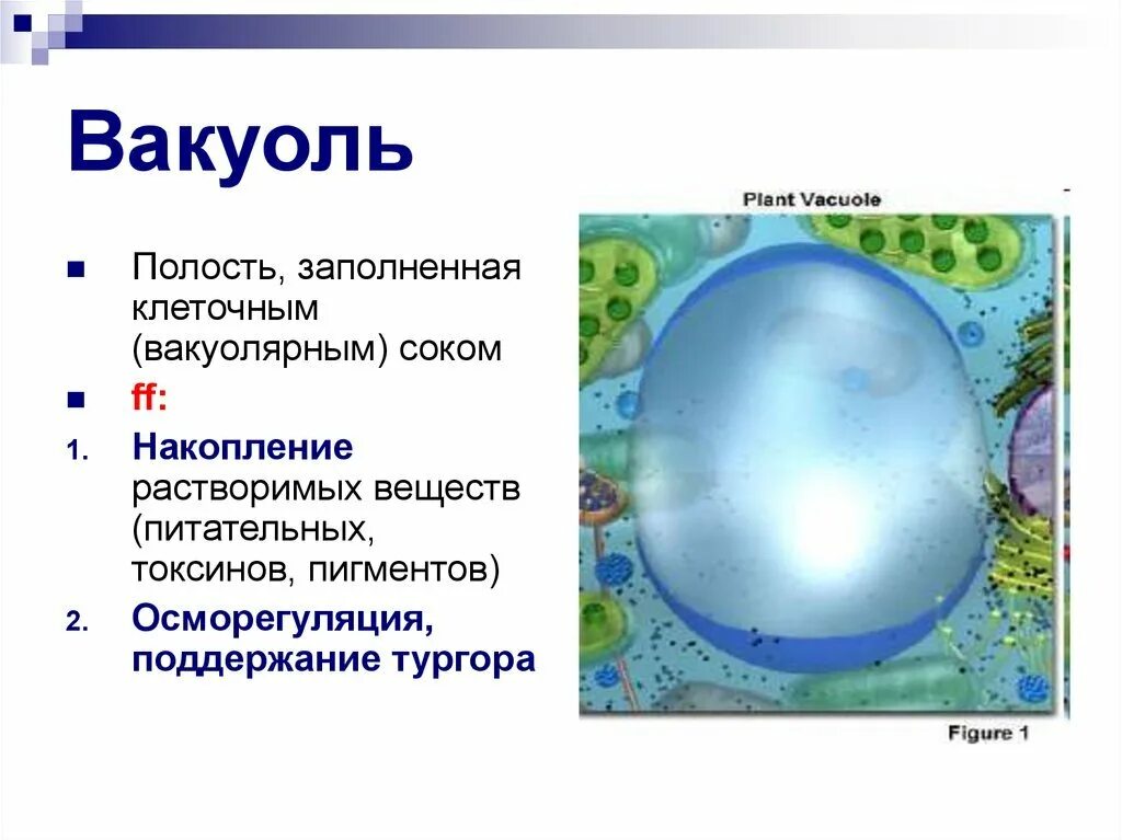 Имеет ли растительная клетка вакуоль. Строение клетки вакуоль. Строение вакуоли растений. Строение клетки вакуоль клеточный сок. Строение растительной вакуоли.