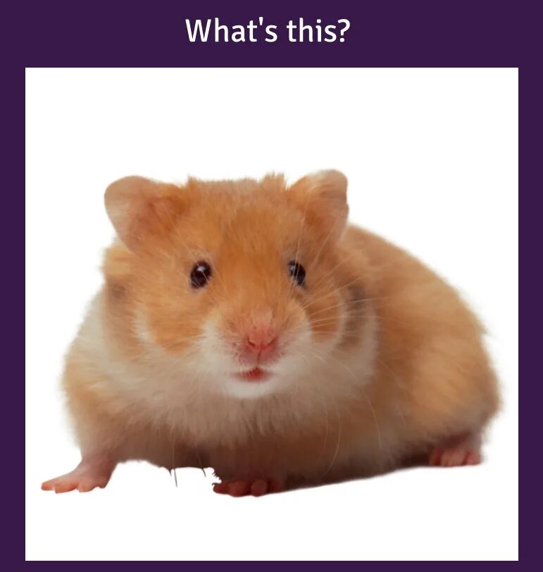 Sad hamster violin hamster. Хомяк сирийский. Сирийский хомяк Соболь. Хомячок на белом фоне. Хомячок без фона.