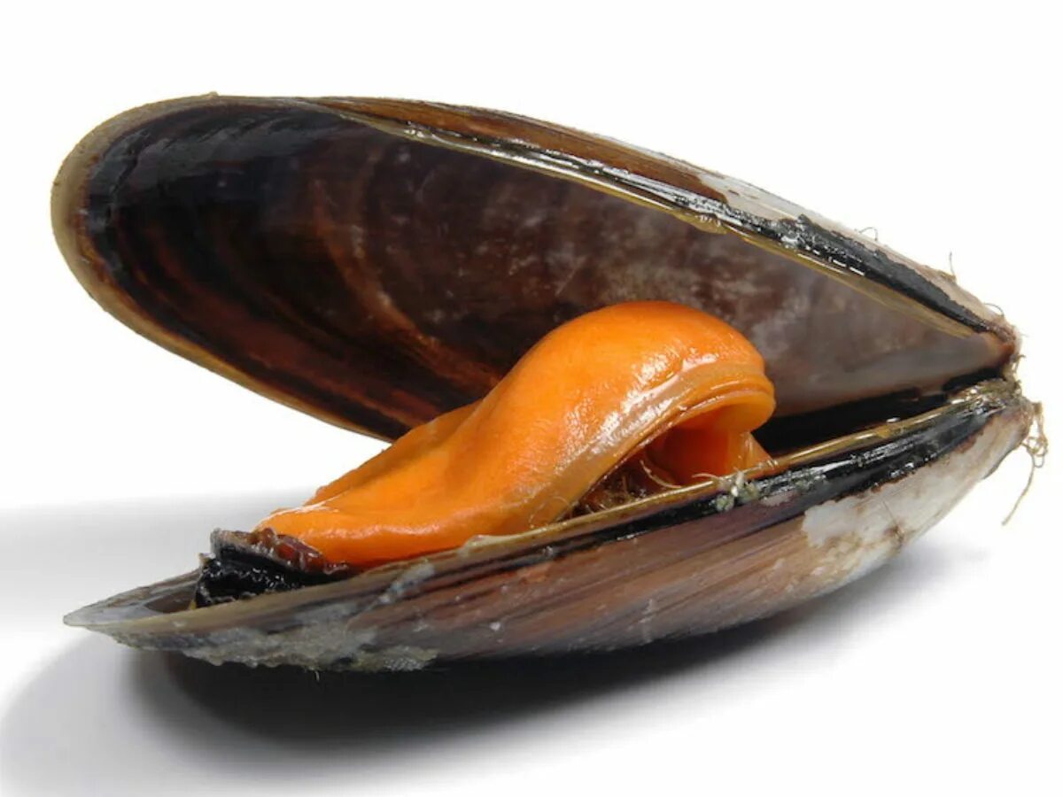 Двустворчатые моллюски мидии. Моллюск Мидия Mytilus. Premium Mussels мидии. Мидии Бушо.