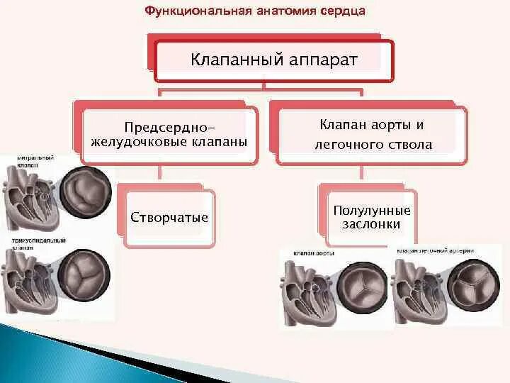 Значение клапанного аппарата сердца. Строение клапанного аппарата сердца. роль клапанного аппарата сердца физиология. основные структуры, образующие клапанный аппарат сердца. структуры клапанного аппарата.