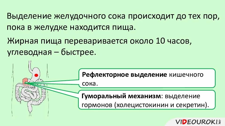 В данной области происходит на. Регуляция пищеварения гигиена питания 8 класс. Регуляция пищеварения презентация. Как регулируется выделение желудочного сока. Рефлекс выделения желудочного сока.