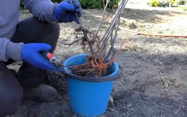 подрезать ли корни при пересадке. комнатные растения с корневищем. драцена сандера обрезка корней. омолаживание орхидеи фаленопсис. саженец корень.