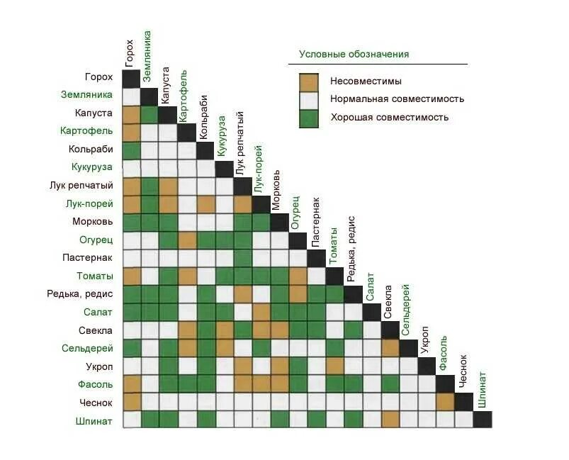 Что можно сажать рядом с огурцами. Таблица совместимости посадки овощей на огороде. Таблица совместимости растений на огороде соседство овощей. Совместимость растений на грядках в теплице. Совместимость цветочных культур при посадке таблица.