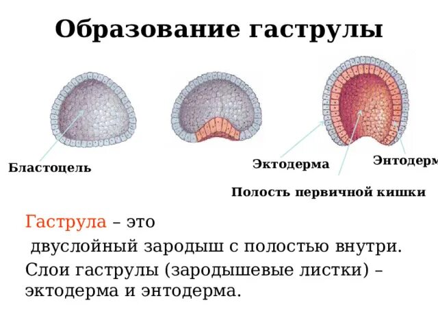 Формируется целиком из эктодермы