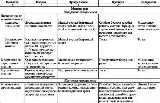 Начало прикрепление функции мышц. Мышцы нижней конечности тазового пояса таблица. Мышцы нижних конечностей анатомия таблица. Мышцы нижних конечностей анатомия таблица функции. Таблица по мышцам нижней конечности.