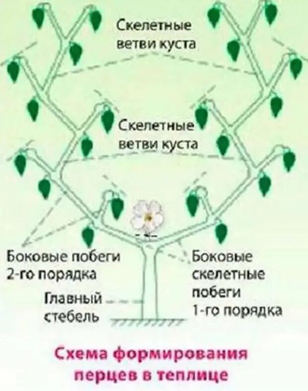 Нужно ли прищипывать перец. Формировка перца в теплице схема. Как формировать куст перца в теплице. Формирование куста перца в теплице схема. Схема формирования перца в теплице сладкого перца.