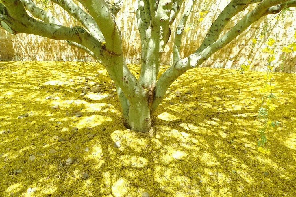 Palo Verde дерево. Дерево — Паркинсония Флорида. Parkinsonia aculeata. Растение дерево Пало-Верде.