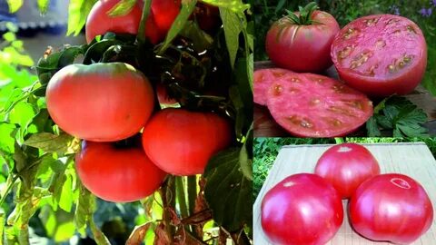 Микадо розовый фото