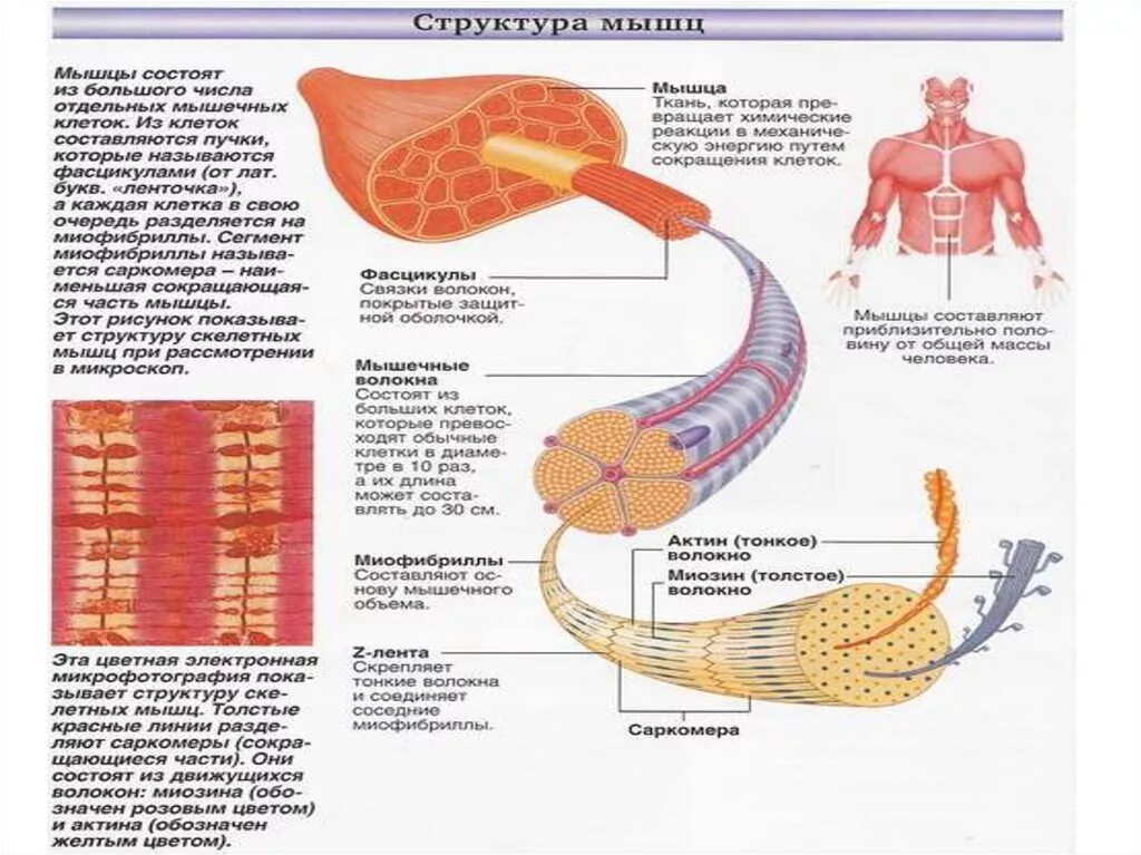 Основные мышцы для развития. Строение мышечной клетки физиология. Строение мышц по физиологии. Иерархия строения скелетной мышцы. Строение скелетной мышцы физиология.