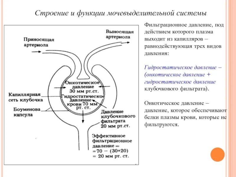 Строение и функции мочевыделительной системы тест. Фильтрационное давление почки гидростатическое давление почки. Эффективное фильтрационное давление. Фильтрация крови в мочевыделительной системе. Регуляция мочевыделительной системы.