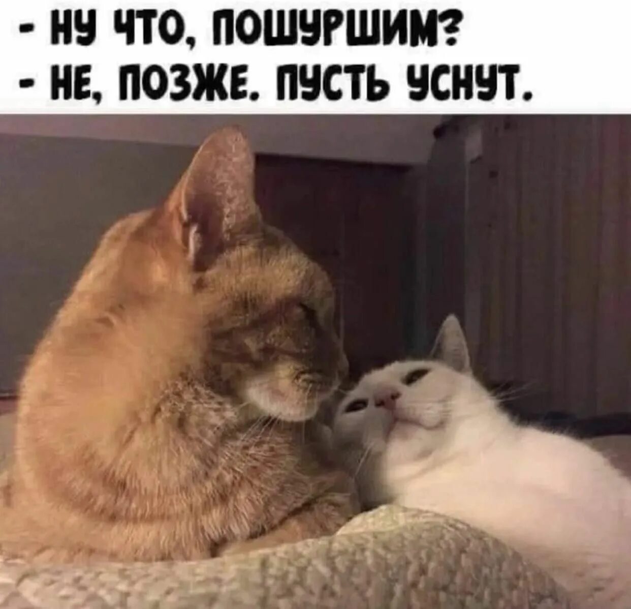 Требую ласки. Лежу жду ласки. Хочу тепла и ласки. Котик молится картинки. Требую ласки.