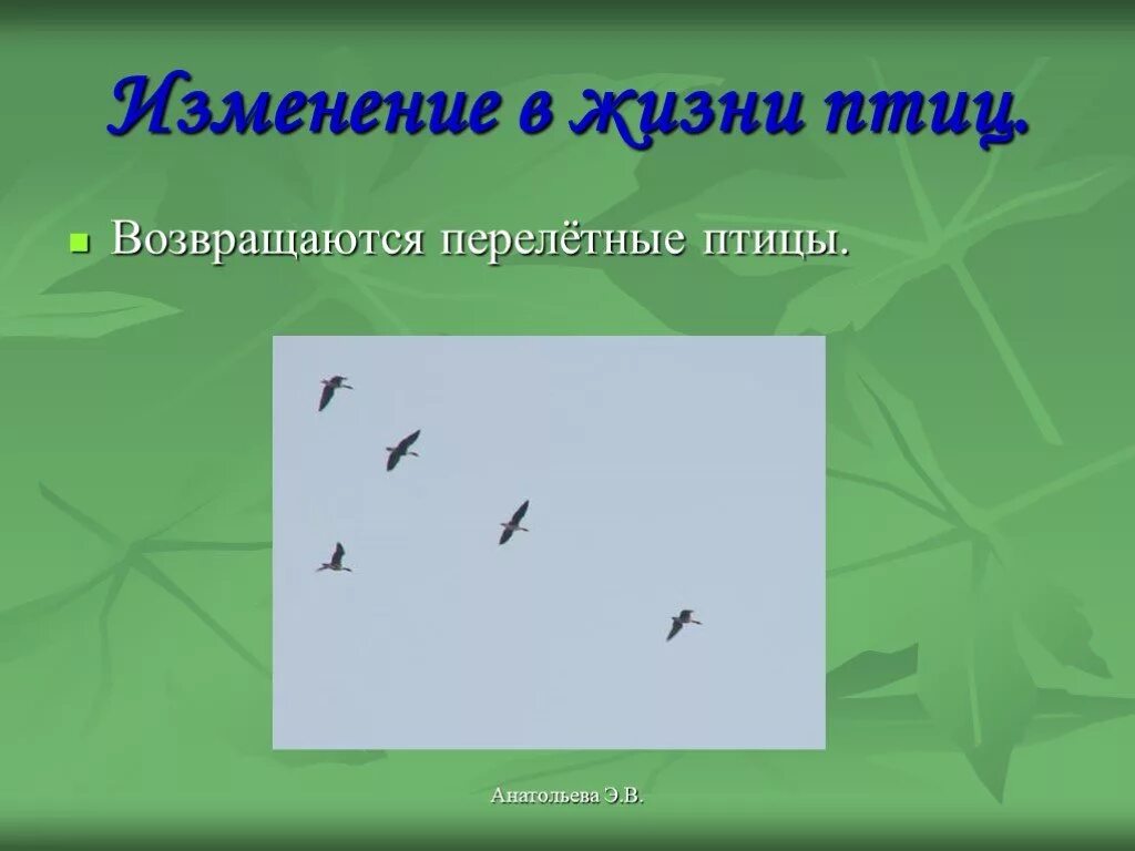 Периоды жизни птиц. Весенние изменения в жизни птиц. Изменения в жизни птиц весной. Сезонные изменения в жизни птиц. Перелетные птицы возвращаются.