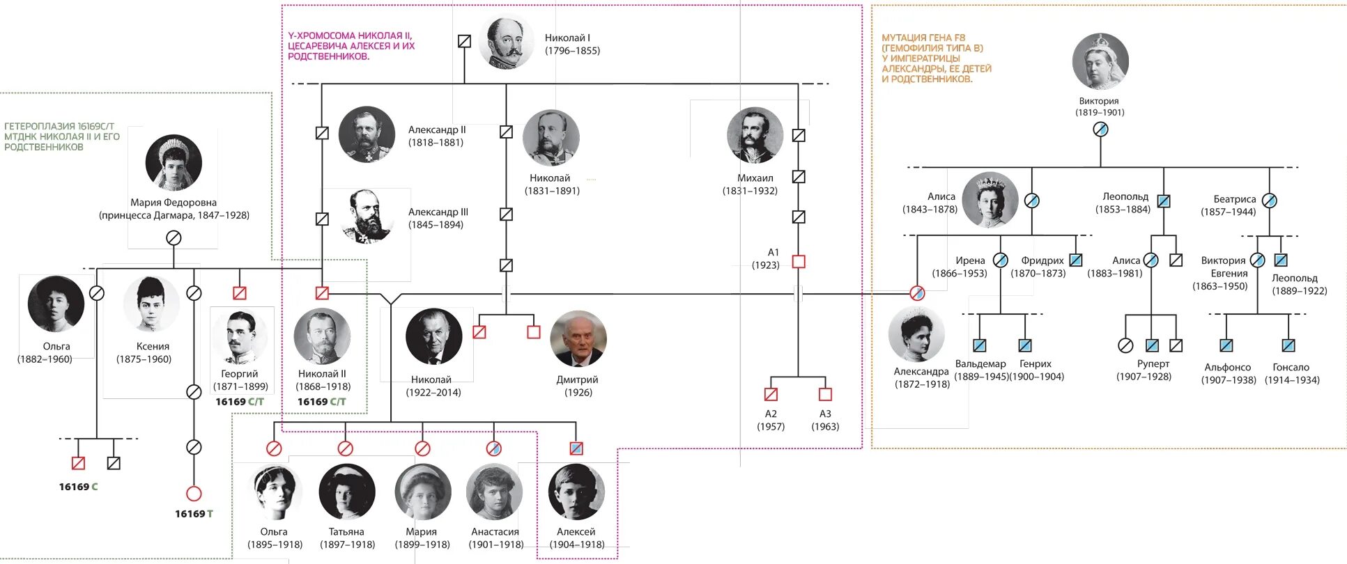 Семейное Древо Романовых Николая 2. Родословная Николая 2. Генеалогическое Древо Николая 2 и Александры Федоровны. Престолонаследие по мужской линии