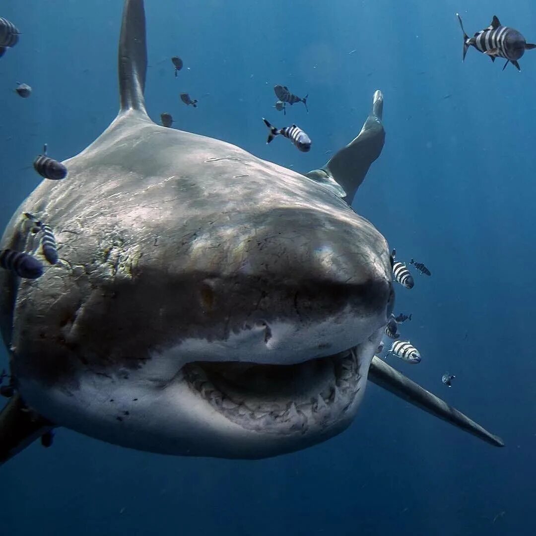 Гренландская акула 512 лет. Гренландская полярная акула 512 лет. Голландская полярная акула. Гренландская акула самая старая. Гренландская полярная акула.