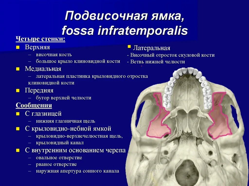 Образование кости черепа. Fossa infratemporalis стенки. Височная подвисочная и крыловидно-небная ямки. Височная подписочная ямки череп. Височная и подвисочная ямка анатомия.
