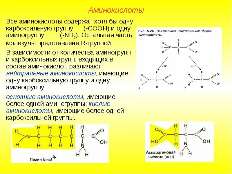 Аминокислоты функции и процесс. Биополимеры белки их строение. изменяемыми частями аминокислоты являются. аминокислоты содержащие 1 аминогруппу и 1 карбоксильную группу.