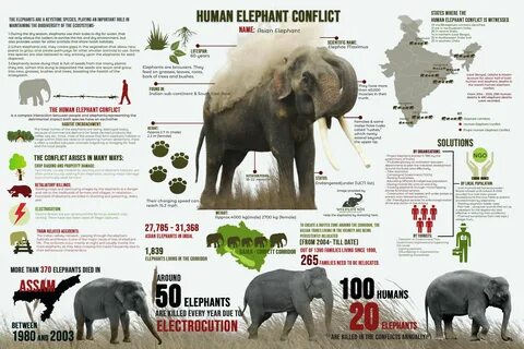 Animals information