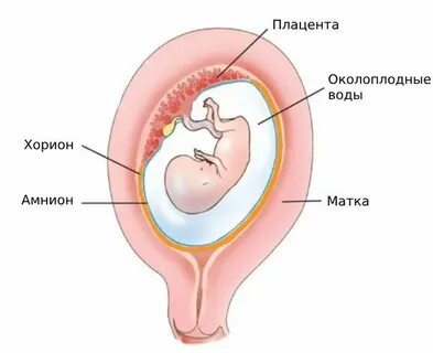 Инфекции амниотической полости и плодных оболочек хориоамнионит