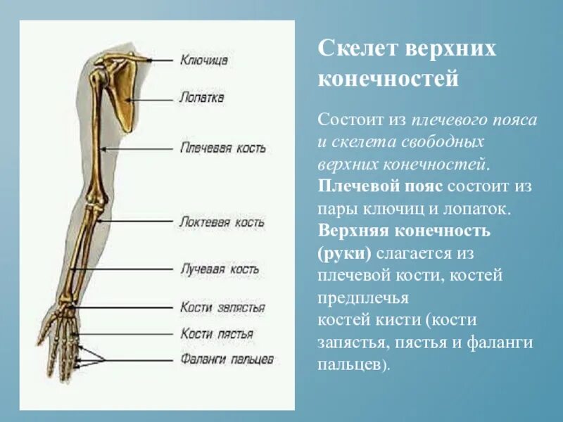 Какие кости образуют пояс верхних конечностей человека. Строение костей верхней конечности. Скелет свободной верхней конечности состоит. Скелет плечевого пояса. Плечевая кость свободная верхняя конечность опорно двигательная.