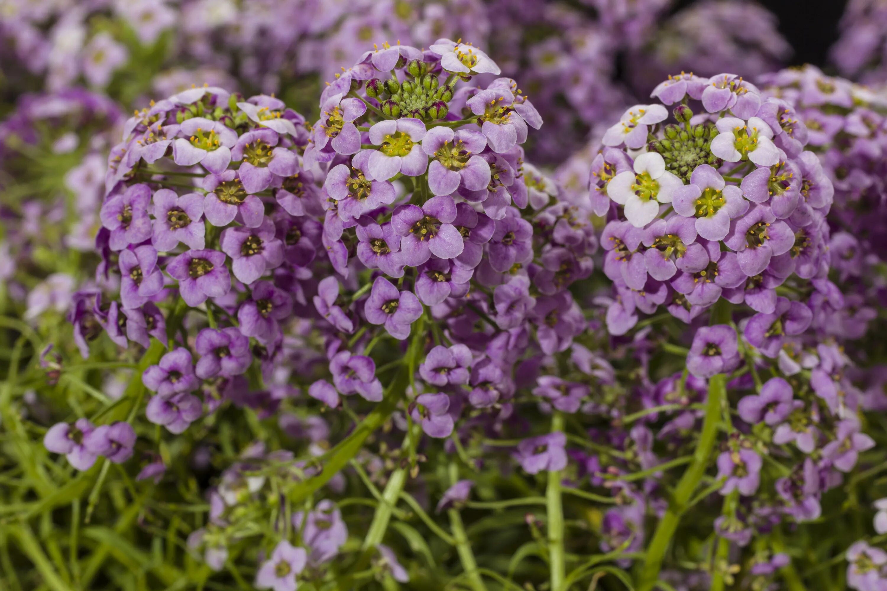 алиссум аллюр. медовая травка алиссум. цветы алиссум посадка и уход. алиссум многолетний. цветы алиссум посадка и уход.
