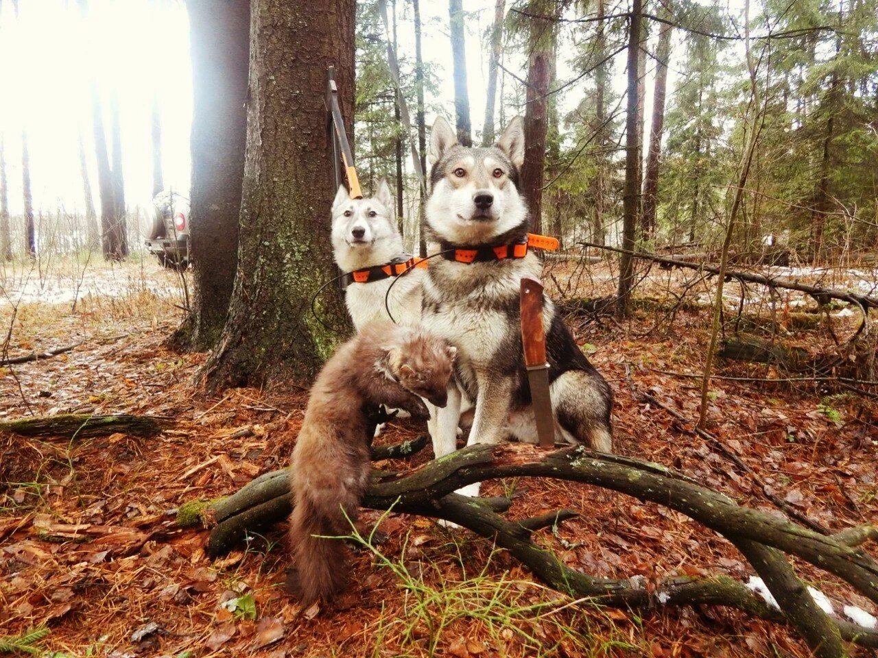 Видео с лайка с собакой. Западно Сибирская лайка в лесу. Лайка охотничья. Охотничья собака в лесу.